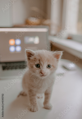 kitten playing with MacBook