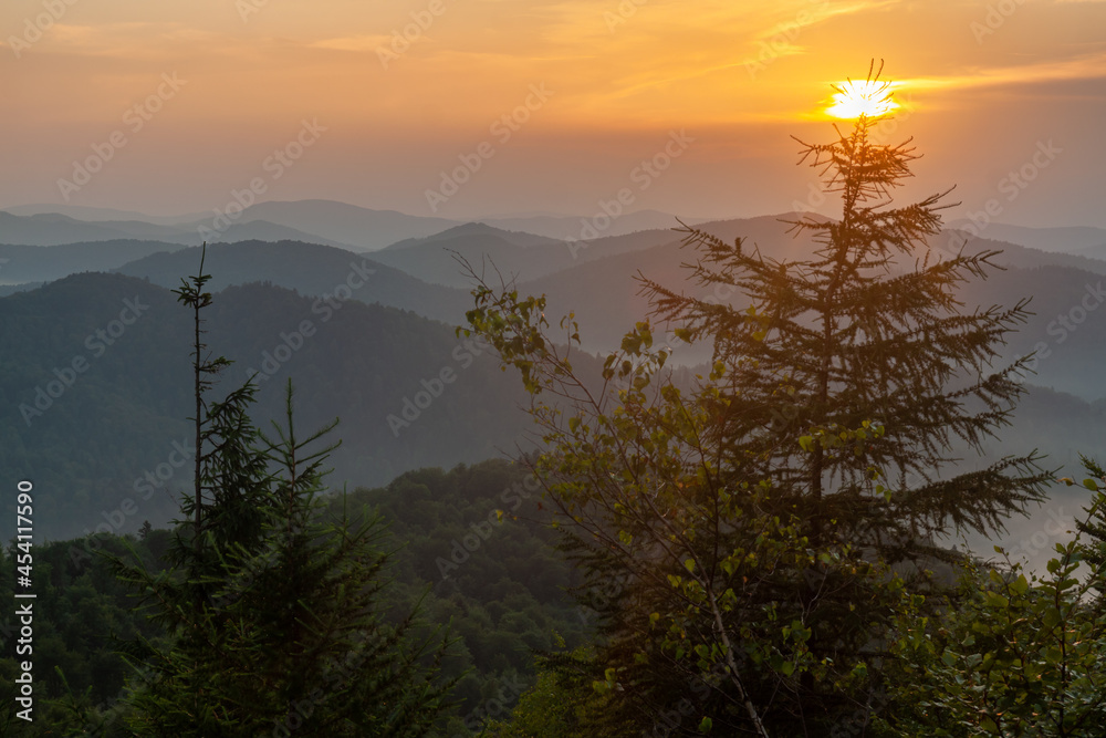 Sunset in the Bieszczady Mountains in Poland. Lonely spruce tree. Fogg