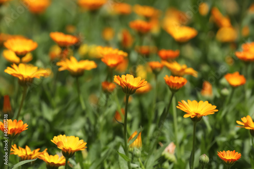 Beautiful blooming calendula flowers outdoors on sunny day