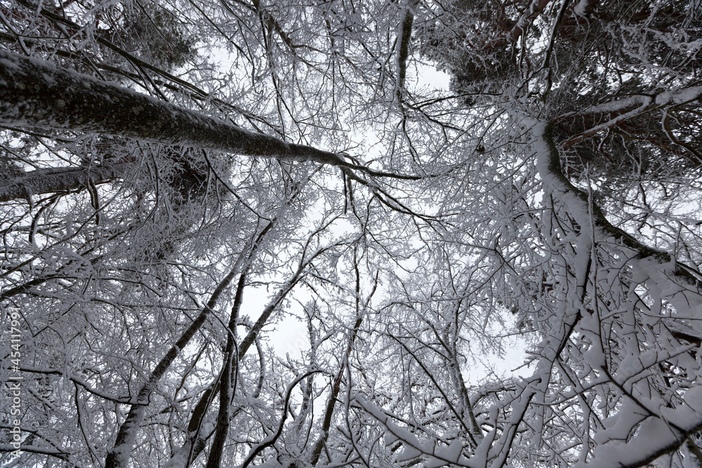 Obraz premium park are covered with snow in winter