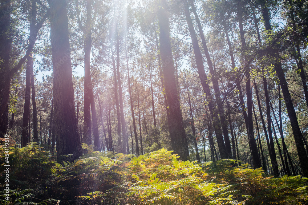 Fototapeta premium Magnificent landscape of a pine forest with a carpet of ferns
