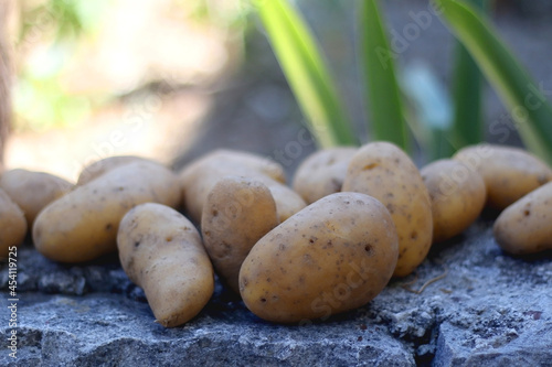 Fresh potatoes from the garden. Selective focus.