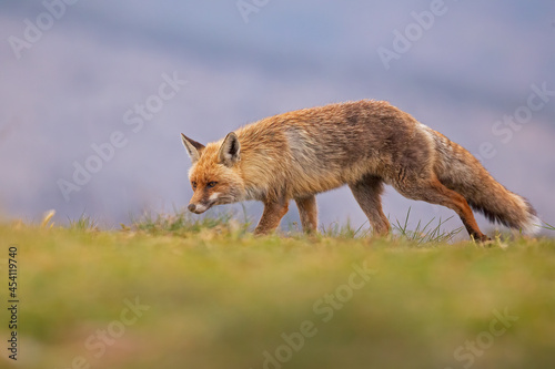 A red fox  Vulpes vulpes  hunting and eating in the Spanisch mountains.