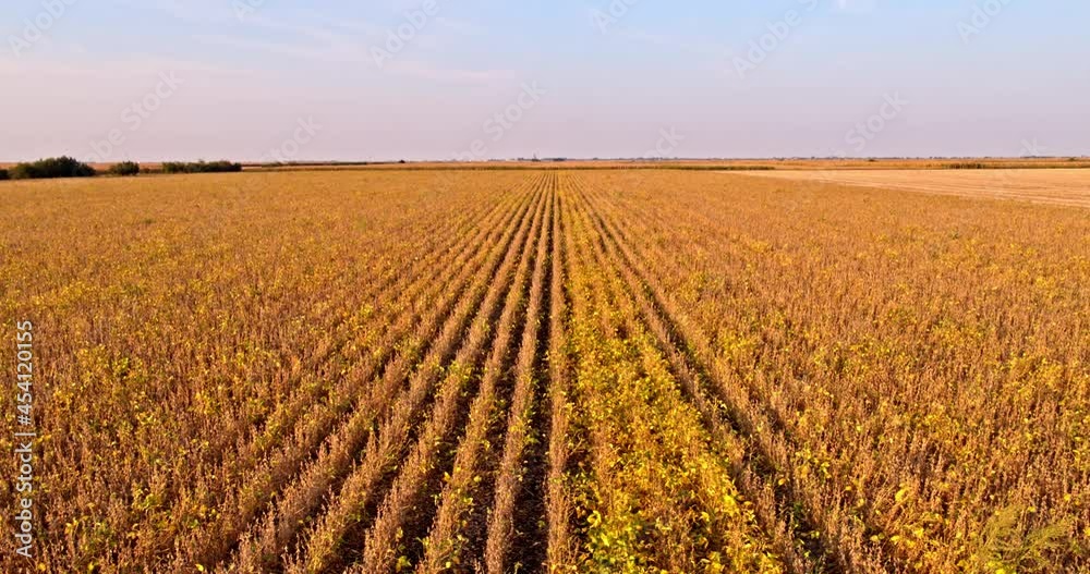 Aerial shot of ripe soybean field Aerial shot of ripe soybean field