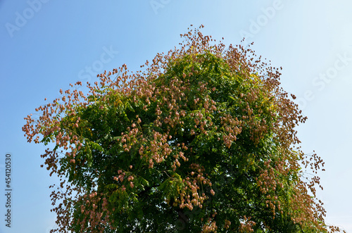 It sprouts bronze-pink, has a fresh green color in summer and turns fiery orange in autumn and then turns golden, hence the American name Golden Raintree photo