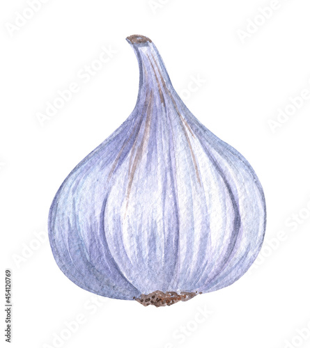 Wallpaper Mural watercolor garlic isolated on white background Torontodigital.ca