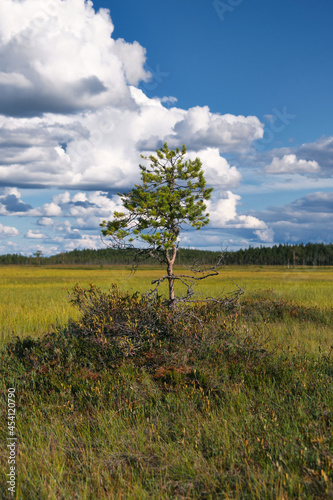 Stunted pine tree at Patvinsuo National Park, Finland