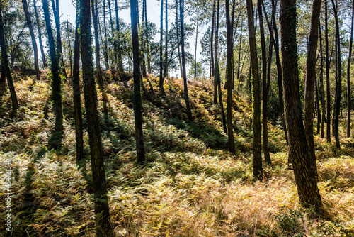 Magnificent landscape of a pine forest with a carpet of ferns