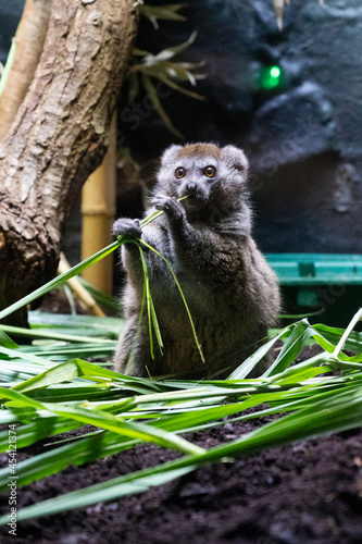 London, U.K. July 2021: Lac Alaotra Gentle Lemur in London Zoo park. photo