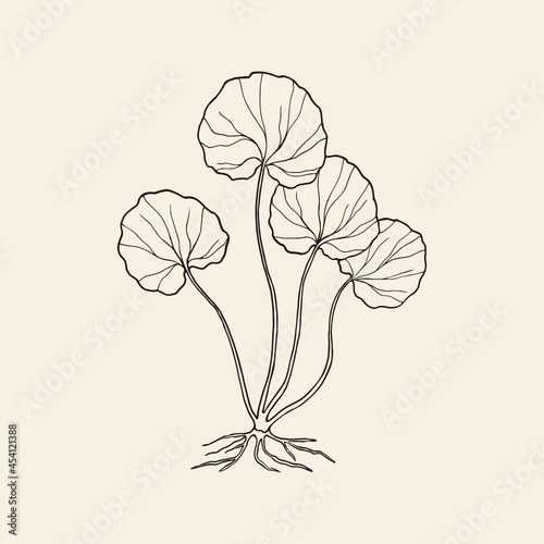 Hand drawn gotu kola. Centella asiatica drawing