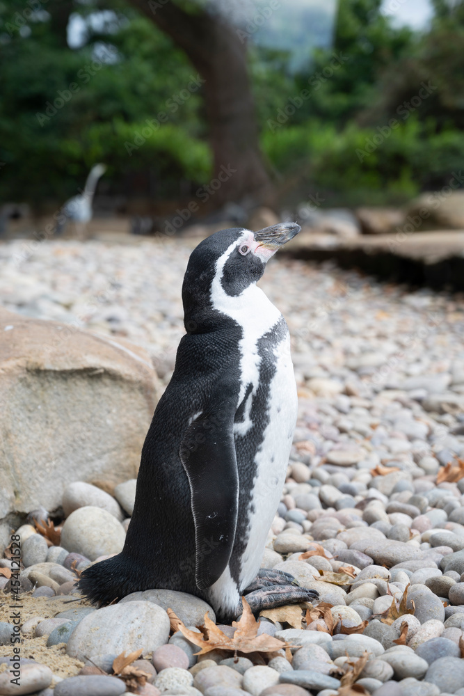 Obraz premium Humboldt Penguin at the London Zoo, wildlife