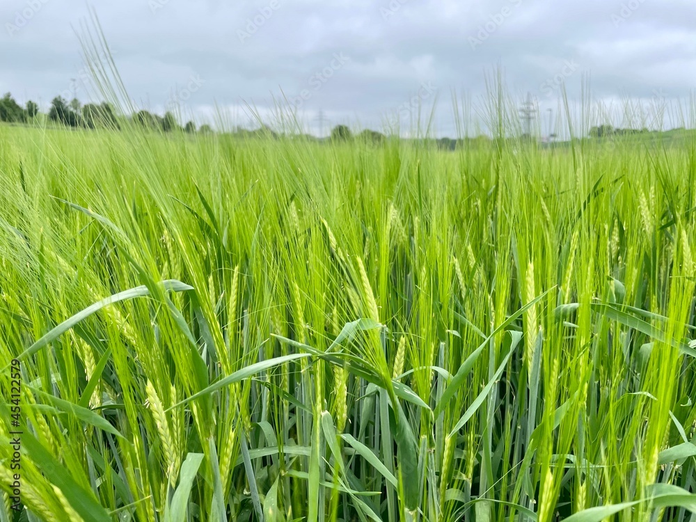 Obraz premium Kornfeld bei Regen 
