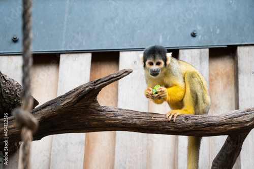 A squirrel monkey eating fruits on a branch at the London Zoo.