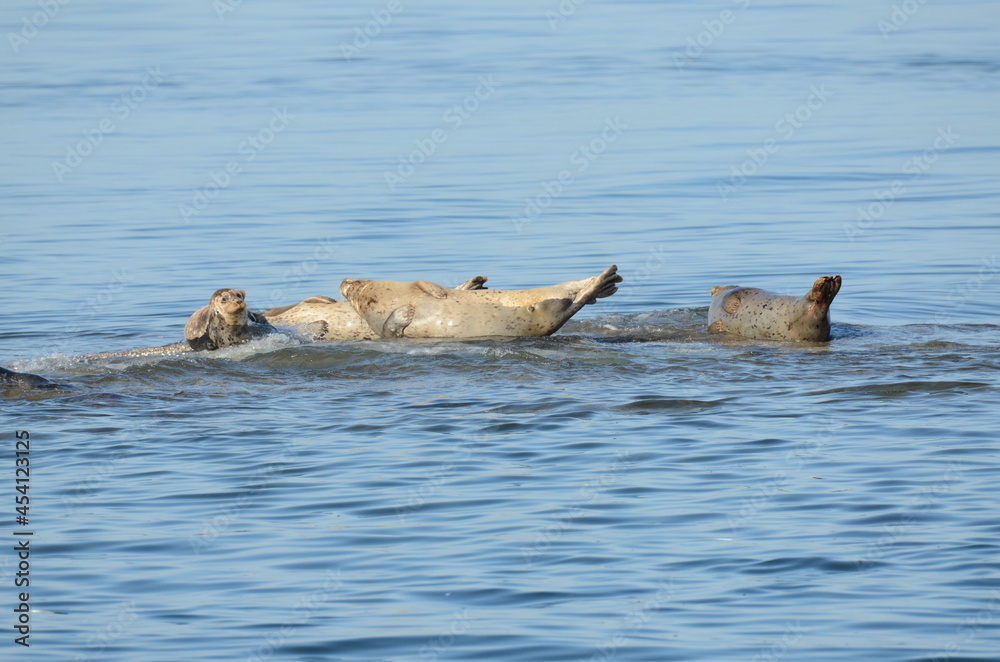 Fototapeta premium sea lions on the sea off the coast of vancouver island in Canada