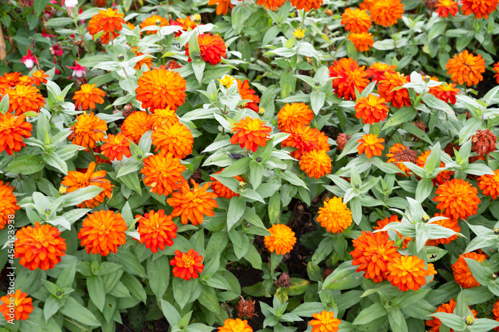 Naklejka premium Orange Zinia flower field garden design and decoration.