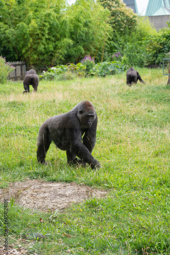 London, U.K., July 22, 2021. Western Lowland Gorilla at London Zoo park photo
