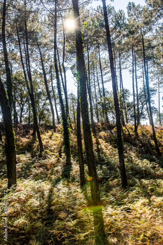 Magnificent landscape of a pine forest with a carpet of ferns