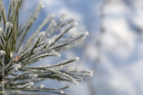 background tree frozen in ice