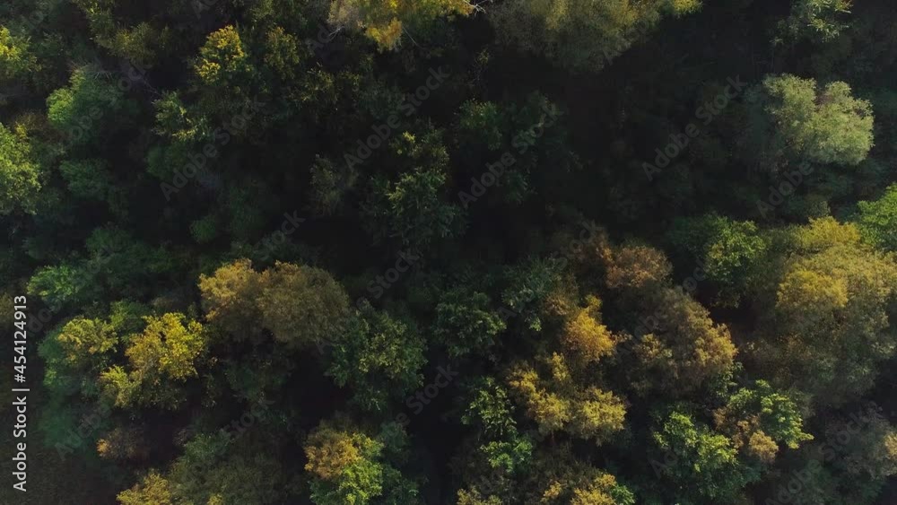 Aerial video of a summer forest Aerial video of a summer forest