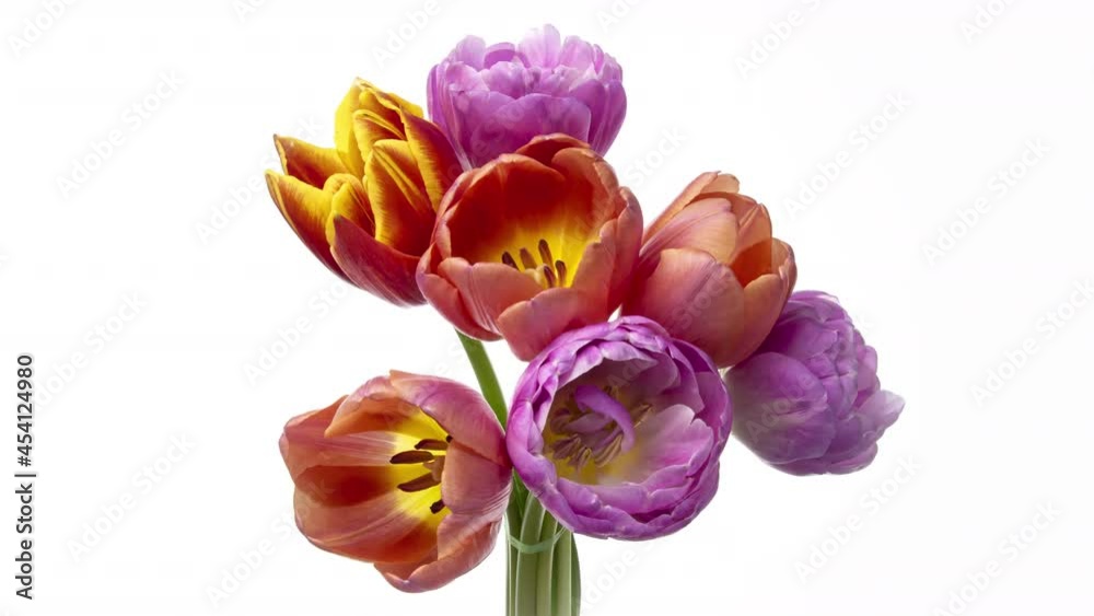 Beautiful bouquet of pink tulips.Timelapse of blooming flowers in bouquet of pink tulips on a white background, close-up. Holiday bouquet. Wedding backdrop, Valentine's Day concept. Beautiful bouquet of pink tulips.Timelapse of blooming flowers in bouquet of pink tulips on a white background, close-up. Holiday bouquet. Wedding backdrop, Valentine's Day concept.