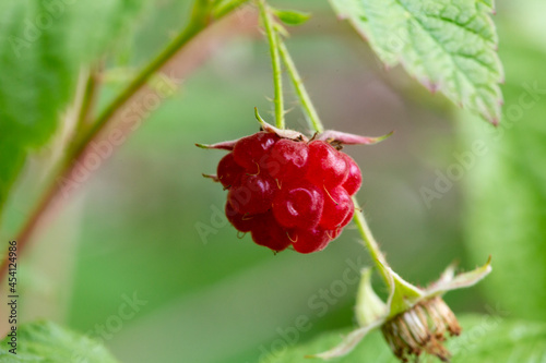 A branch of ripe raspberries in the forest. Red sweet berries growing on a raspberry
