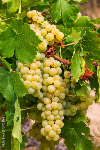 Wallpaper Mural Close up of Grapes Hanging on Branch in Grapes Garden. Torontodigital.ca