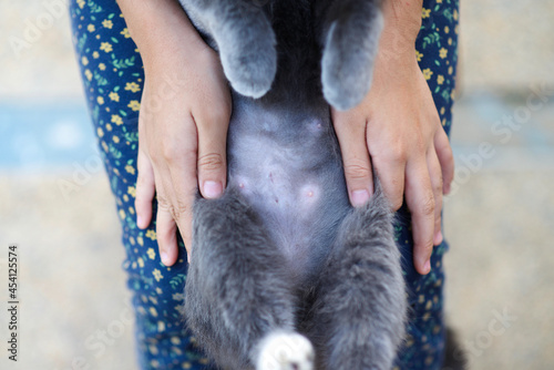 Cat's healed stitches on belly.Spaying and surgery healing.Feline surgical cut.Wound care.Recovery for grey pet.