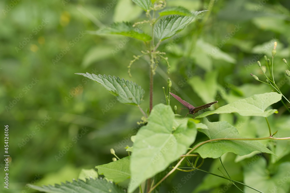 Closeup shot of plant with heart-shaped leaves against green background
