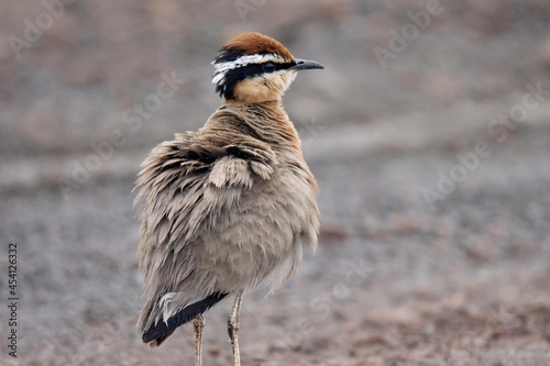 Closeup feathers of Indian Courser, Cursorius coromandelicus, India photo