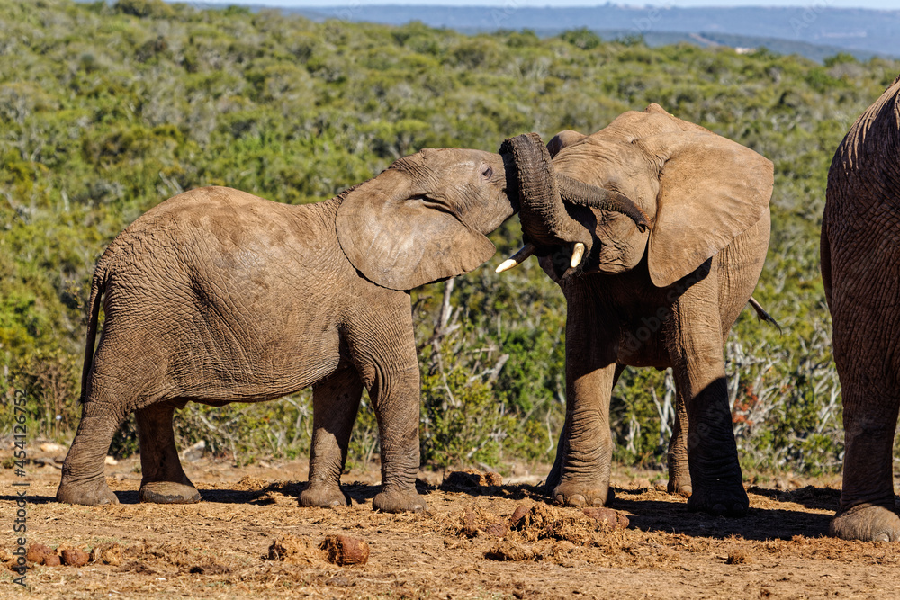 Fototapeta premium Two juvenile Elephant with trunks intertwined