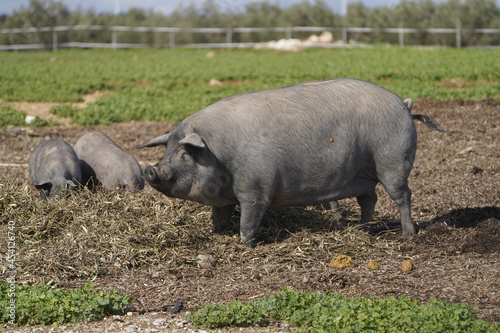 Domestic black pig on a farm field in Andalusia, Spain