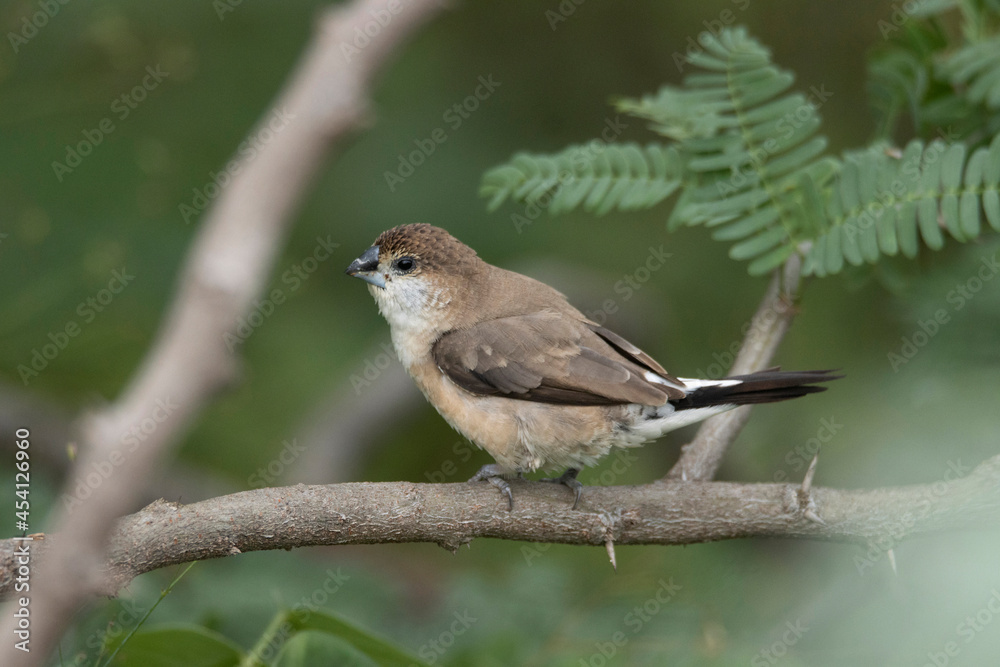 Indian silverbill or white-throated munia, Euodice malabarica, India Indian silverbill or white-throated munia, Euodice malabarica, India
