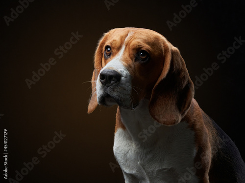 portrait on a dark background. Funny Beagle on black  © Anna Averianova