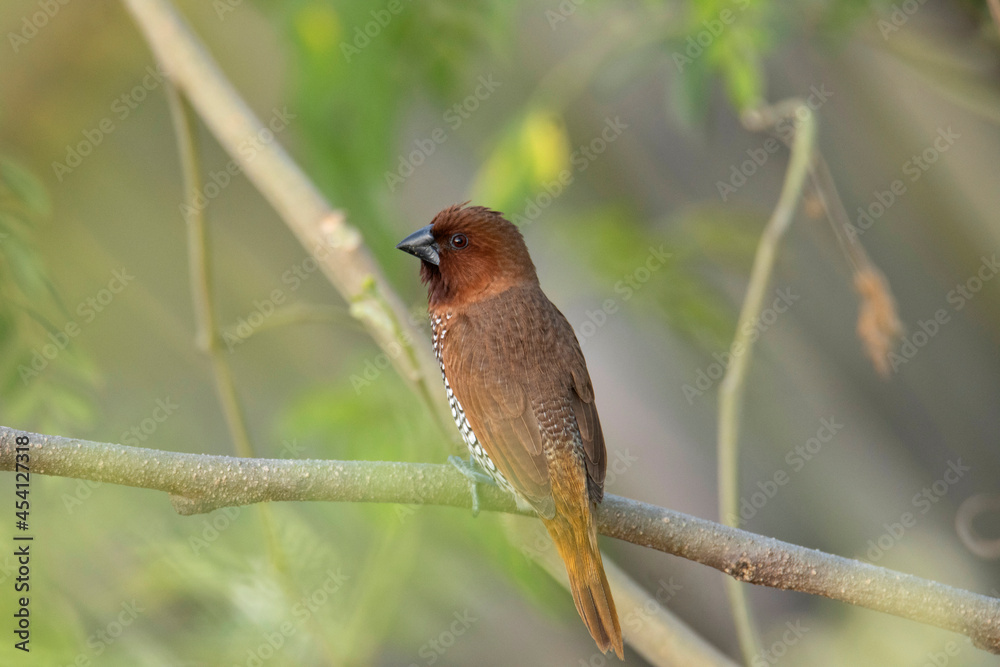 Scaly breasted munia, Lonchura punctulata, India Scaly breasted munia, Lonchura punctulata, India