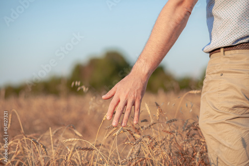 Wheat field. Hands holding ears of golden wheat close up. Beautiful Nature Sunset Landscape. Rural Scenery under Shining Sunlight. Background of ripening ears of wheat field. Rich harvest Concept