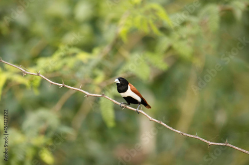 Tricolored munia, Lonchura malacca, India photo