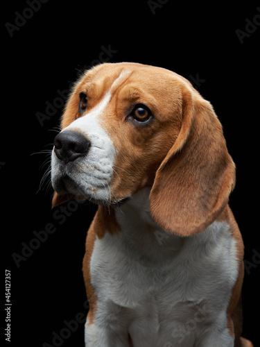 portrait on a dark background. Funny Beagle on black 