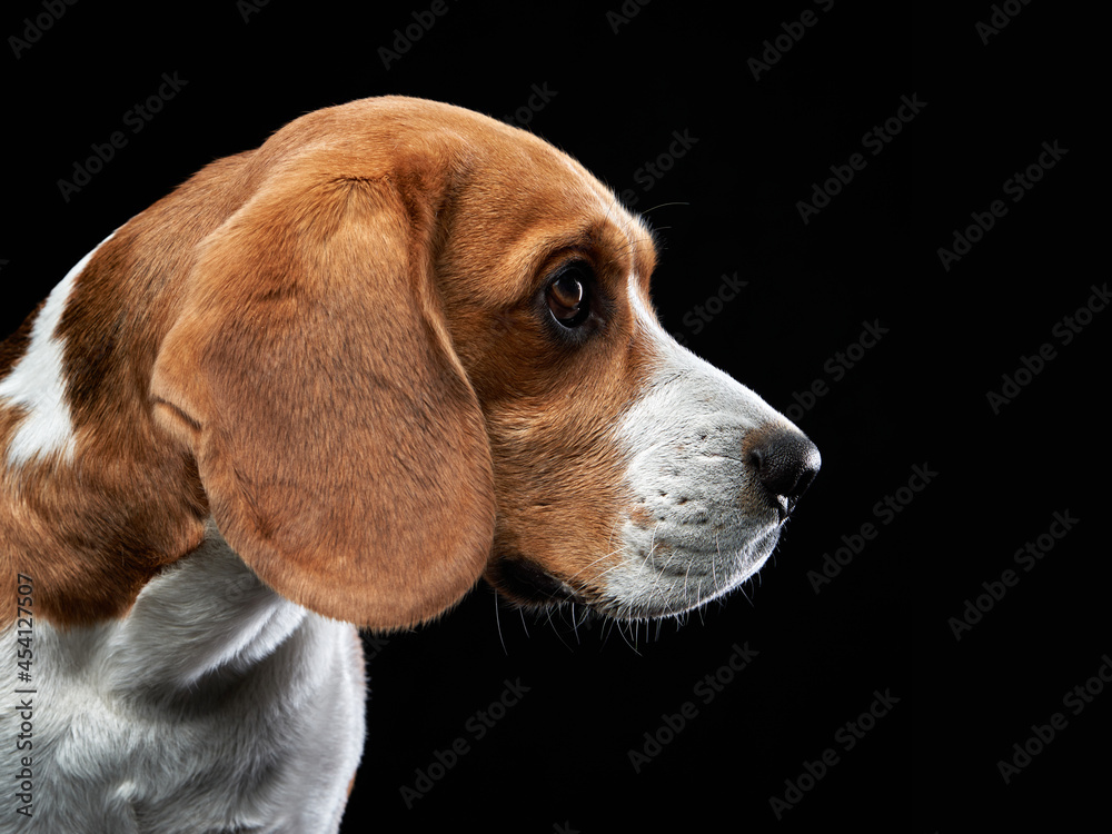 portrait on a dark background. Funny Beagle on black 