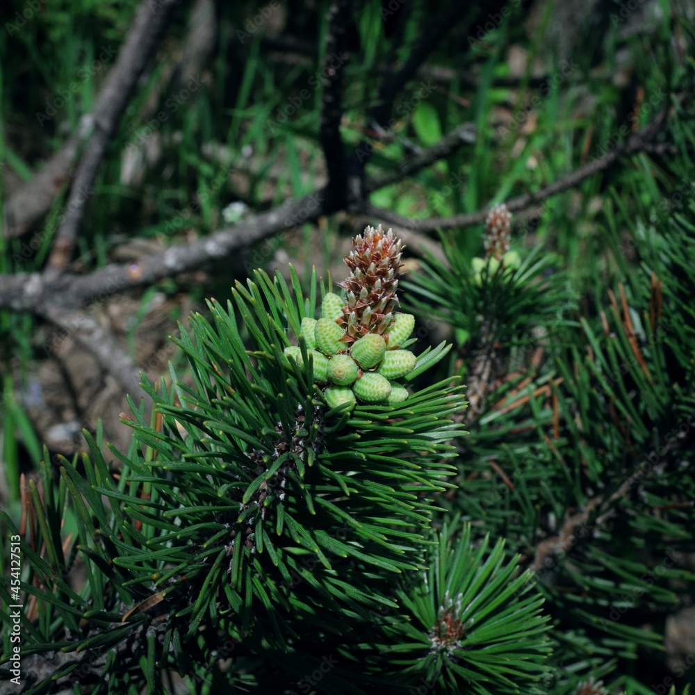 branches of an evergreen young spruce with small cones branches of an evergreen young spruce with small cones