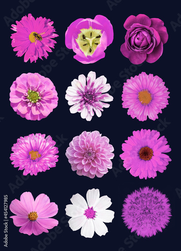 Fototapeta Naklejka Na Ścianę i Meble -  pack of 12 pink flowers isolated dark-blue background macro