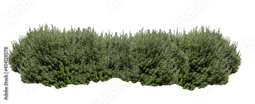 Billede på lærred Tropical Flower shrub bush fence tree isolated  plant with clipping path
