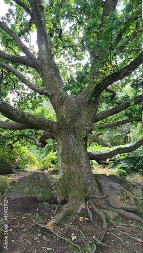 tree in the forest