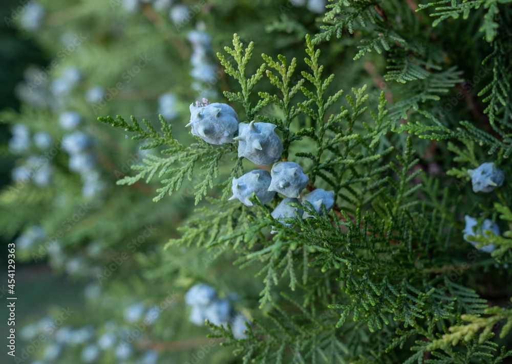 Thuia's cones. Thuja branches with blue cones Thuia's cones. Thuja branches with blue cones