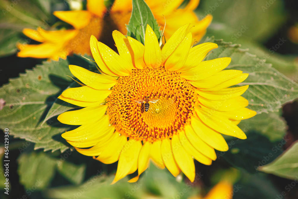 sunflower close up in the morning. sunflower bloom sunflower close up in the morning. sunflower bloom