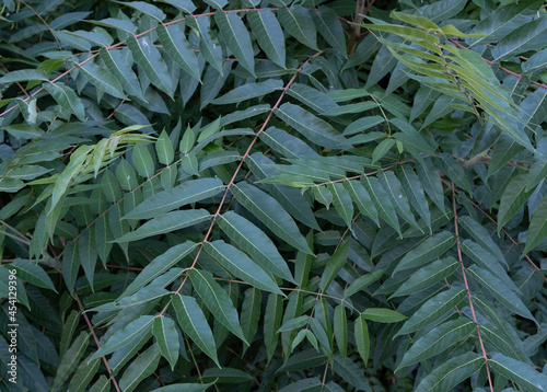 Branches of Ailanthus altissima or tree of heaven. Among branches of Ailanthus altissima or tree of heaven.