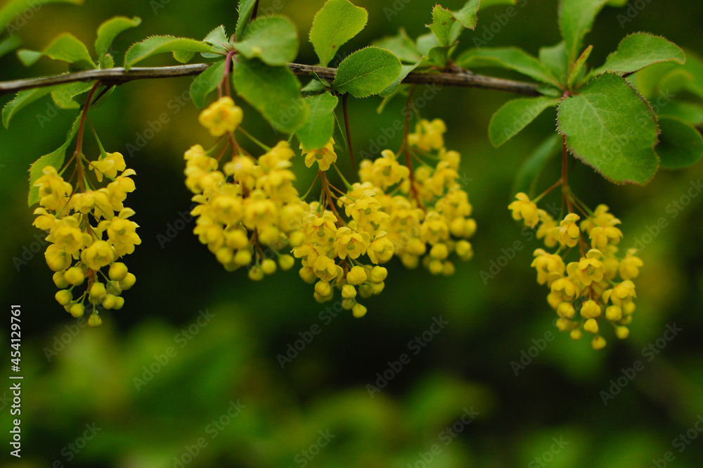 yellow flowers in the garden yellow flowers in the garden