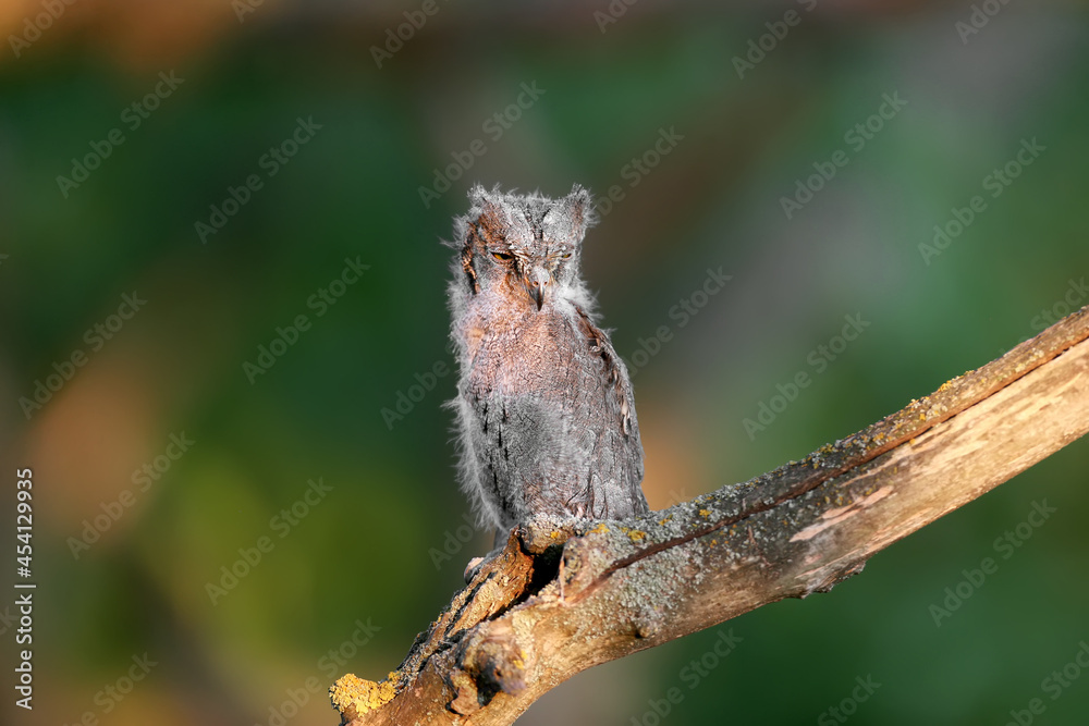 Eurasian scops owl chicks are photographed individually and together. Birds sit on a dry branch of a tree against a blurred background in the rays of the soft evening sun.