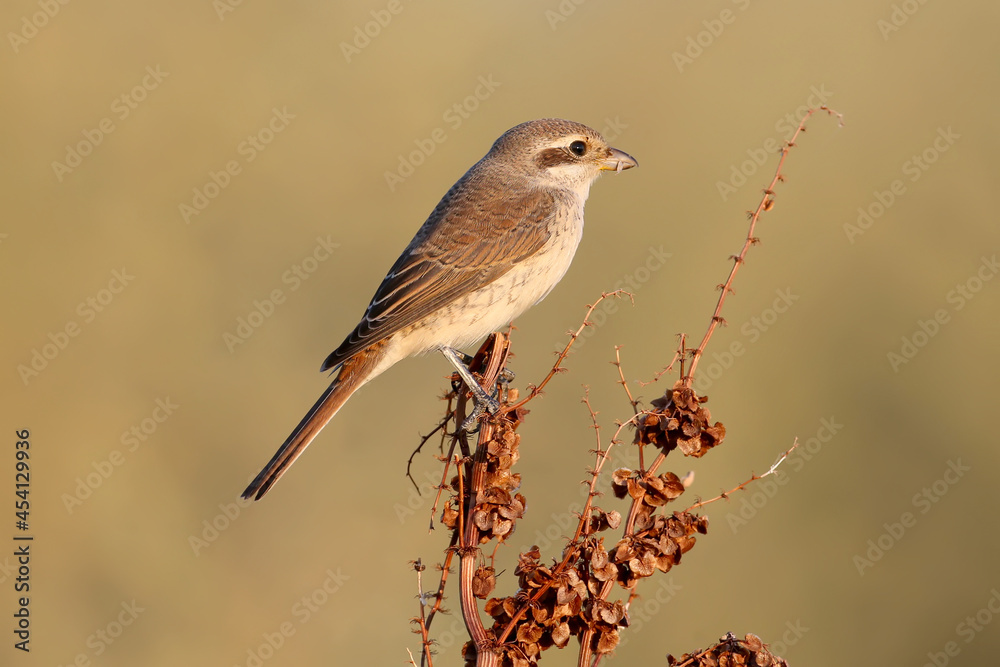 A very close-up photo of a red-backed shrike female (Lanius collurio) sits on a thin branch against a blurred background in the evening light A very close-up photo of a red-backed shrike female (Lanius collurio) sits on a thin branch against a blurred background in the evening light