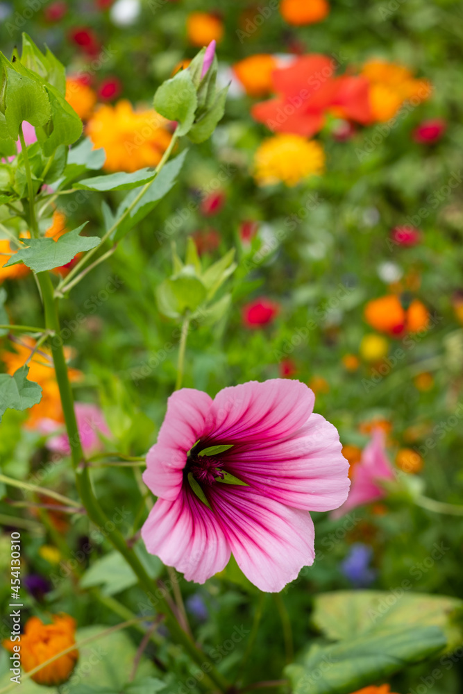 Magenta coloured mallow trifida with vivid green eye, growing in a garden near Chipping Campden in the Cotswolds, Gloucestershire, UK