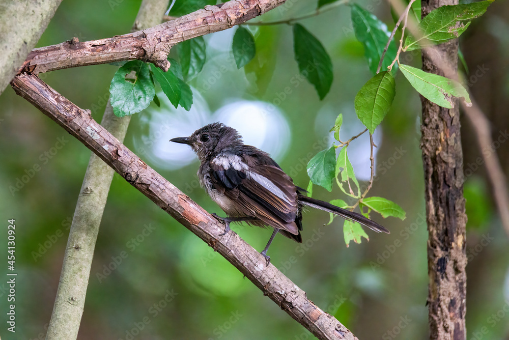 Obraz premium Beautiful male Oriental Magpie-Robin on the bamboo pole, Magpie Robin (Copsychus saularis)